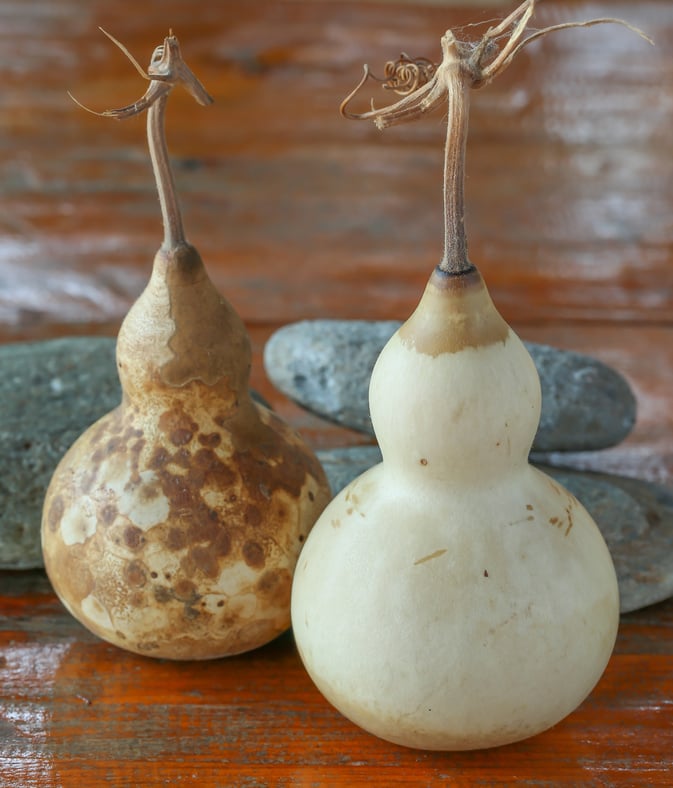 two dry gourd on table